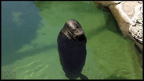 funny gifs|grappige gif.